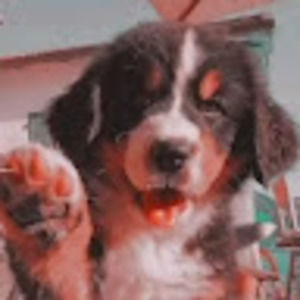 Meet your Posher, Elexis